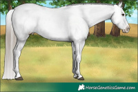 Horse Color:Liver Chestnut Appaloosa