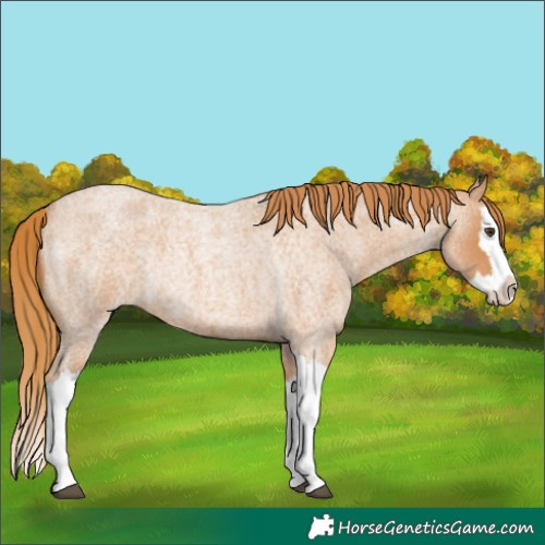 Horse Color:Red Roan Splash Rabicano 