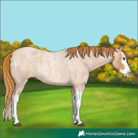Horse Color:Red Roan Splash Rabicano 
