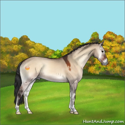 Horse Color:Bay Onyx 
