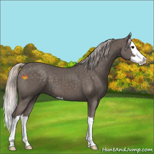 Horse Color:Silver Black Sabino Splash 