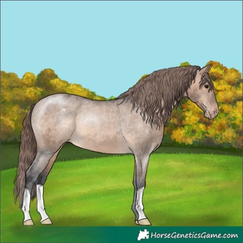 Horse Color:Brown Dun Appaloosa Rabicano 