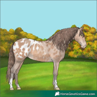 Horse Color:Amber Champagne Appaloosa 