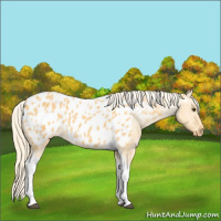 Horse Color:Palomino Dun Tobiano Blanket 