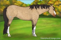 Horse Color:Buckskin Dun 