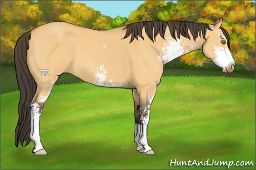 Horse Color:Buckskin Dun Sabino