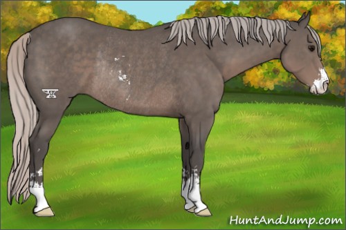 Horse Color:Silver Black Sabino Rabicano