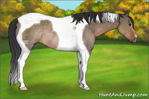 Horse Color:Brown Dun Tobiano Rabicano 