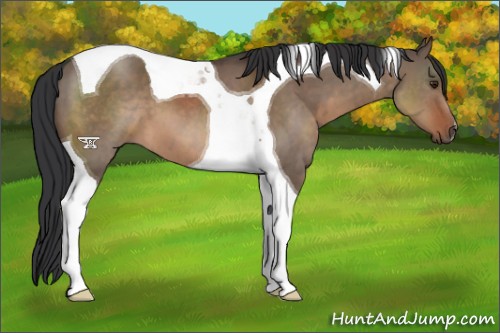 Horse Color:Brown Dun Tobiano 
