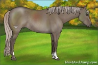 Horse Color:Silver Grullo Sabino Rabicano