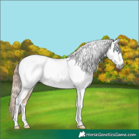 Horse Color:Gray Amber Cream Champagne Pearl Dun Tobiano Appaloosa