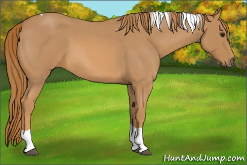 Horse Color:Red Roan Tobiano 