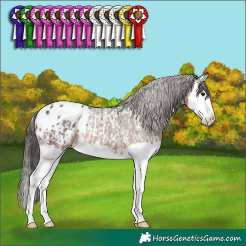 Horse Color:Black Sabino Splash Tobiano Rabicano  and Brown Splash Appaloosa Rabicano 
