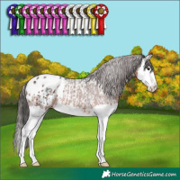 Horse Color:Black Sabino Splash Tobiano Rabicano and Brown Splash Appaloosa Rabicano
