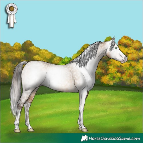 Horse Color:Gray White Spotted Sable Champagne Dun Sabino Splash Appaloosa Rabicano  and Gray Amber Champagne Dun Sabino Splash Rabicano 