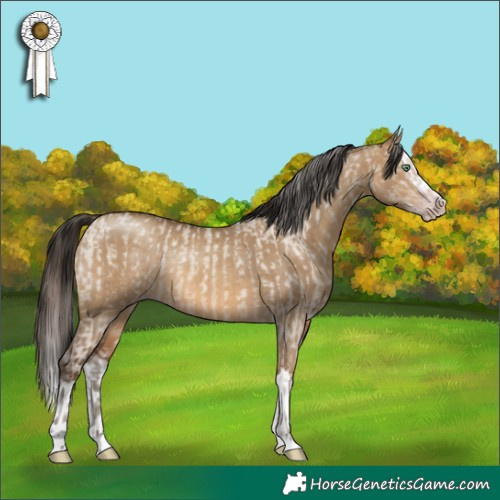 Horse Color:Gray White Spotted Sable Champagne Dun Sabino Splash Appaloosa Rabicano  and Gray Amber Champagne Dun Sabino Splash Rabicano 