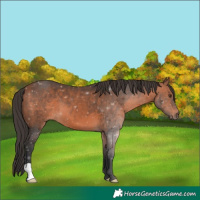 Horse Color:Bay Mushroom 