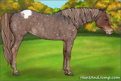 Horse Color:Liver Red Roan Snowflake Varnish