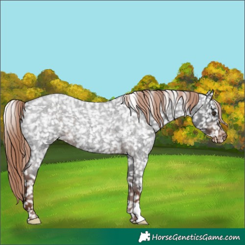 Horse Color:Liver Red Roan Appaloosa 