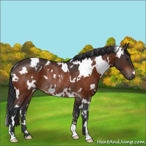 Horse Color:White Spotted Brown Rabicano 