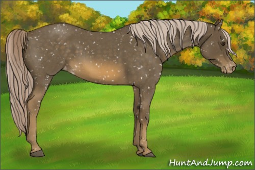 Horse Color:Chocolate Palomino Roan Appaloosa 