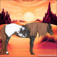 Horse Color:Liver Red Roan Appaloosa 