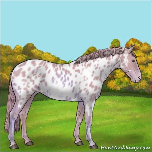 Horse Color:Watercolor White Spotted Chestnut Appaloosa 