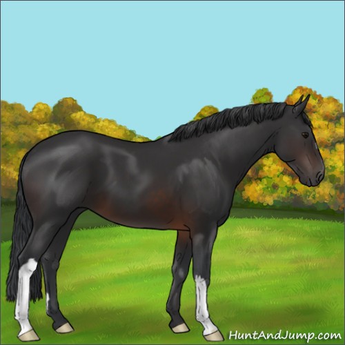 Horse Color:Brown 