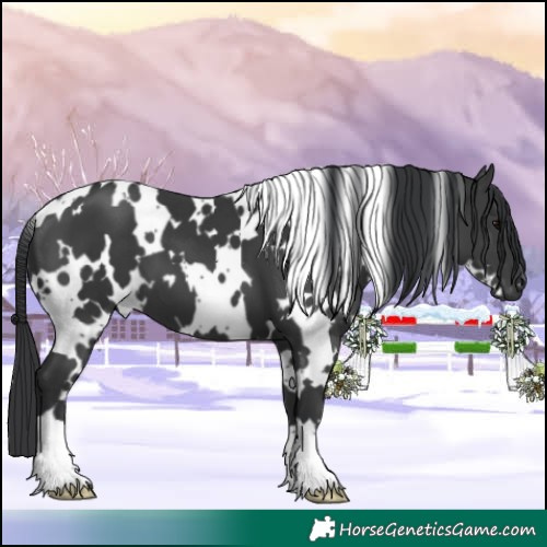Horse Color:White Spotted Black 