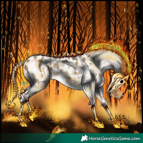 Horse Color:Buckskin Dun Sabino Splash Appaloosa 