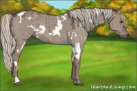 Horse Color:White Spotted Silver Grullo Brindle 