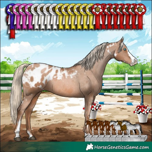 Horse Color:White Spotted Liver Chestnut Pearl Sabino Splash Appaloosa 