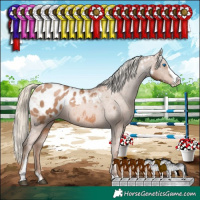 Horse Color:White Spotted Liver Chestnut Pearl Sabino Splash Appaloosa