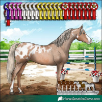 Horse Color:White Spotted Liver Chestnut Pearl Sabino Splash Appaloosa 