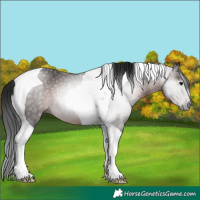Horse Color:Gray Brown Tobiano 