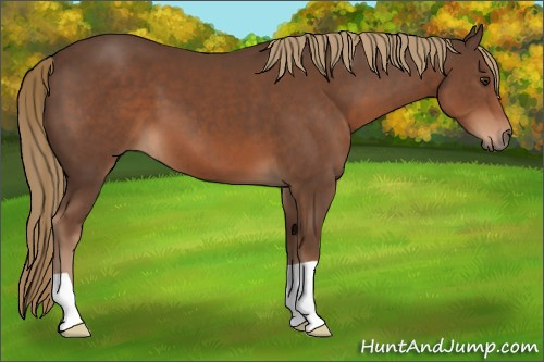 Horse Color:Liver Chestnut 