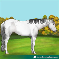 Horse Color:Gray Brown Tobiano 