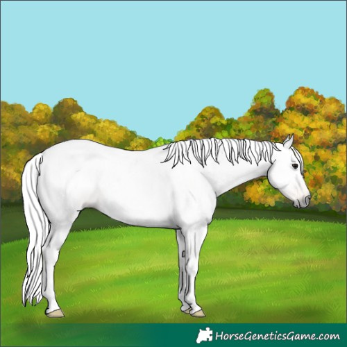 Horse Color:Gray White Spotted Buckskin Tobiano