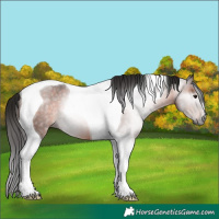 Horse Color:Gray Bay Tobiano Rabicano 