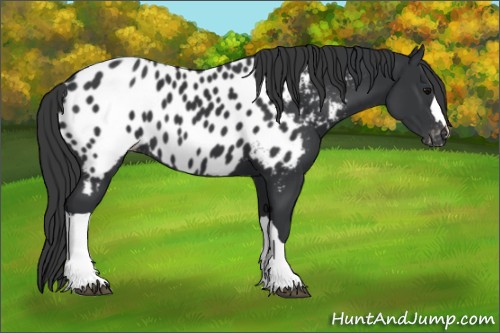 Horse Color:Black Appaloosa 