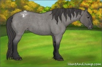 Horse Color:Grullo Roan Appaloosa