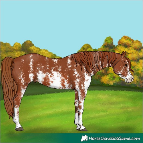 Horse Color:Chestnut Sabino