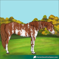 Horse Color:Chestnut Sabino 