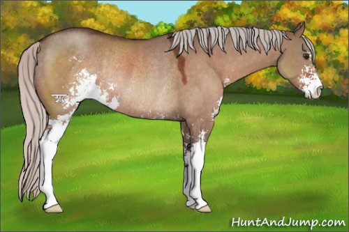 Horse Color:Silver Brown Dun Sabino Rabicano