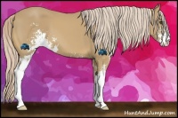 Horse Color:Palomino Sabino