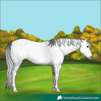Horse Color:Gray Grullo Roan Sabino 