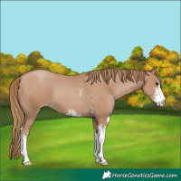 Horse Color:Black Pearl Sabino 