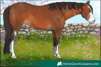Horse Color:Bay Sabino