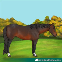 Horse Color:Brown 