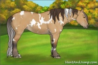 Horse Color:White Spotted Buckskin Dun